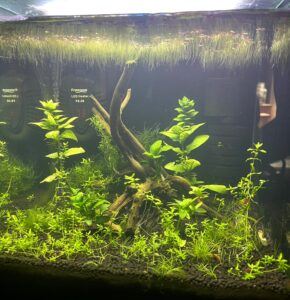 Shrimp Tank