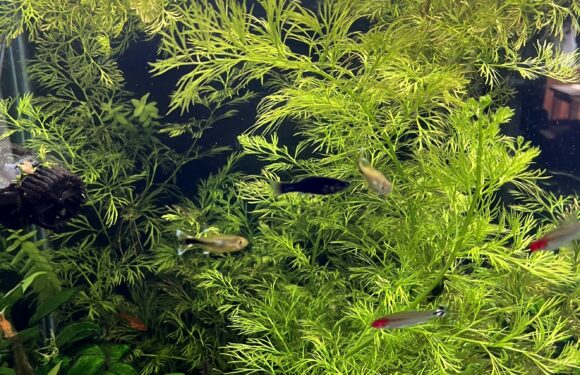 Tetras, and Mollies, and Plants…