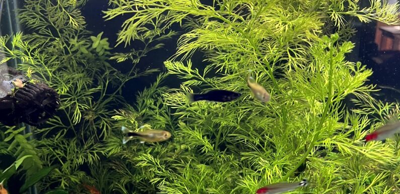 Tetras, and Mollies, and Plants…
